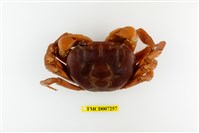 藏品(毛足特氏蟹)的圖片